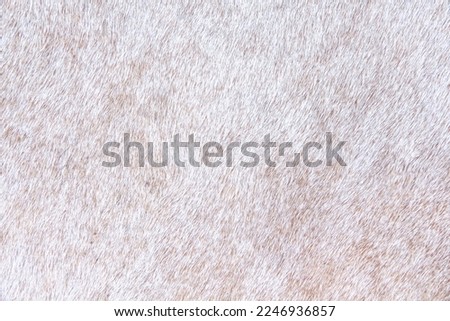 Fur texture short smooth line patterns ,animal hair brown white background