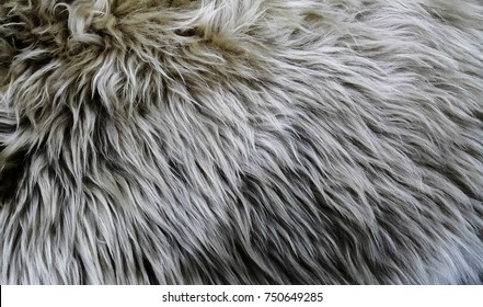 811 Bear skin rug Images, Stock Photos & Vectors | Shutterstock