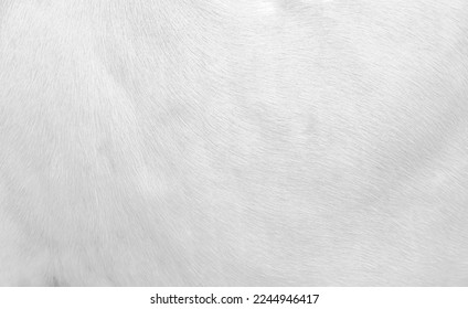 Fur white cow texture short smooth patterns ,animal hair background - Shutterstock ID 2244946417