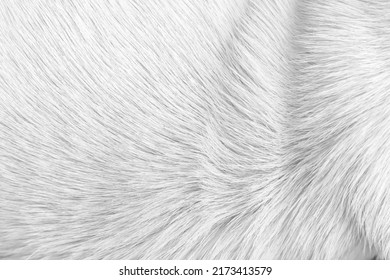 Fur White Grey Dog Texture With Short Smooth Patterns , Animal Hair Background