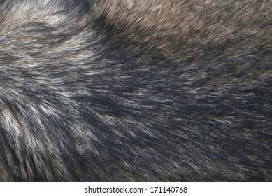 Fur Of Wolf Background.