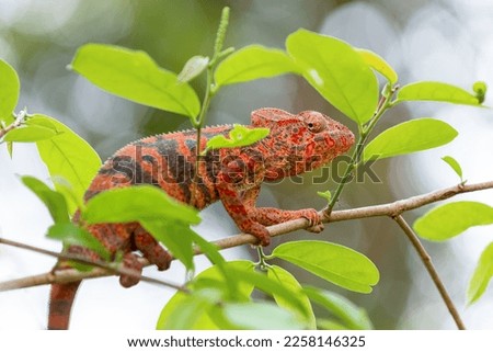 Furcifer nicosiai is a large endemic species of chameleon, a lizard in the family Chamaeleonidae, Tsingy de Bemaraha, Madagascar wildlife animal.