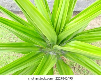 Furcraea Foetida or Mauritius Hemp plant which has spiky leaves.