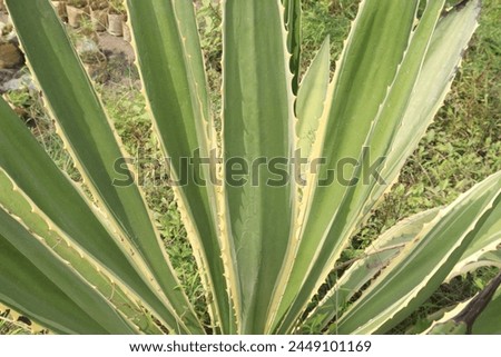 Furcraea selloa also called Variegated False Agave plant on pot in farm for sell are cash crops. spectacularly showy succulent with variegated, open rosette of broad, sword shaped fleshy sharp pointed