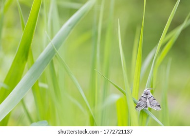 Furcula Bifida - Poplar Kitten - Kleiner Gabelschwanz, Russia (Baikal), Imago