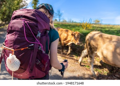 FURELA, SPAIN - MARCH 10, 2020: Pilgrim Girl with Hiking Backpack Gear Watching Cow Herd Walking on the Way of St James Pilgrimage Trail Camino de Santiago