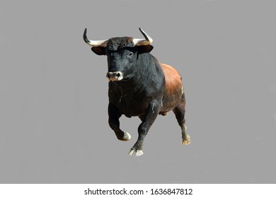 A furious black bull with big horns running in the spanish bullring