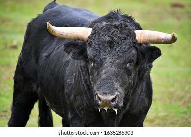 A furious bull with big horns on spain