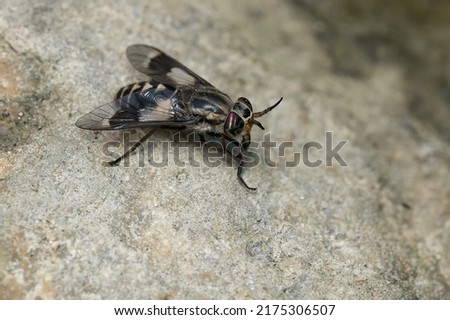 A Furious Deer Fly is resting on a rock. Taylor Creek Park, Toronto, Ontario, Canada.