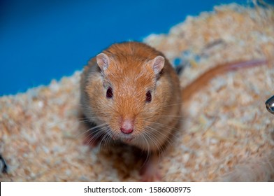Cute animals  Furious-gerbil-photographed-his-cage-260nw-1586008975