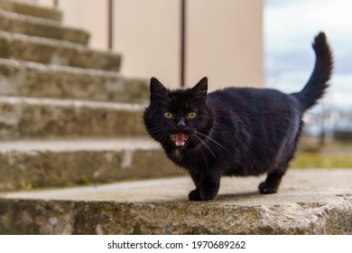 2,066 Raging cat Images, Stock Photos & Vectors | Shutterstock