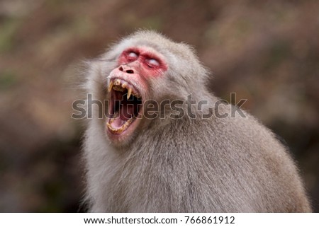 Similar – Monkey after the visit to the dentist…