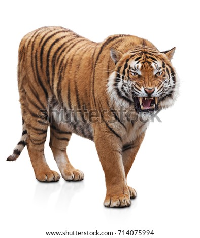 Furious tiger