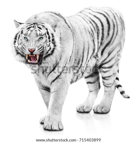 Furious white tiger