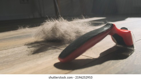 Furminator And A Ball Of Cat Hair Are On The Floor. Side View. The Concept Of Grooming For Pets, Grooming Services, Combing Cats.