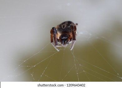 41 Furrow orb weaver spider Images, Stock Photos & Vectors | Shutterstock