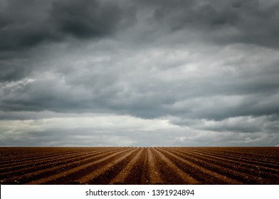 Furrowed Ploughed Potato Field Receding To Vanishing Point Amid A Stormy Sky.