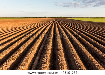 Furrows row pattern in a plowed field prepared for planting crops in spring. Horizontal view in perspective.