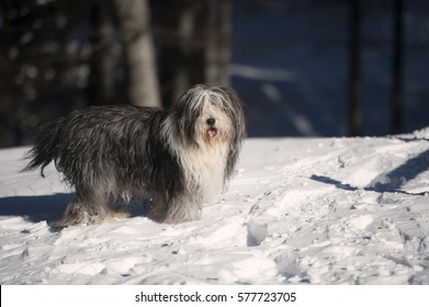 Bearded Collie Smile Images Stock Photos Vectors Shutterstock