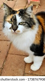 Furry Beautiful Tortoise Shell Cat