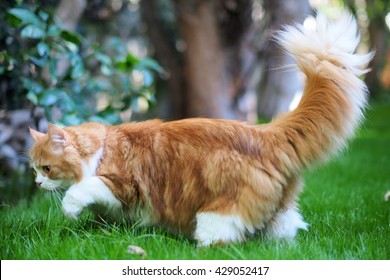 Bilder Stockfoton Och Vektorer Med Domestic Long Hair Cat