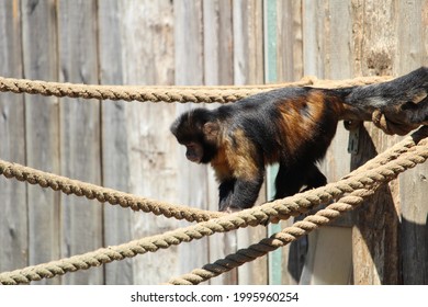 A Furry Black Capuchin Monkey Crawling On The Knotted Ropes