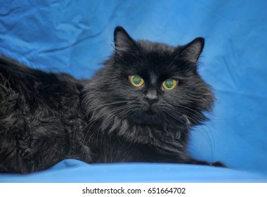 Furry Black Cat On Blue Background Stock Photo 651664702 | Shutterstock