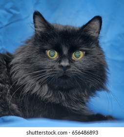 Furry Black Cat On Blue Background Stock Photo 656486893 | Shutterstock