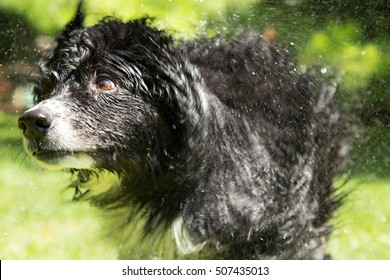 Furry Black Dog Shaking Off The Water From His Summer Bath