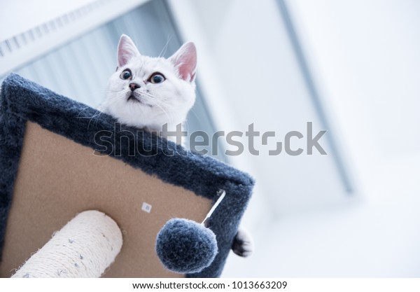 Furry British Shorthair Female Kitten Three Stock Photo Edit Now