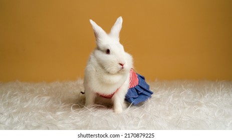 Furry Bunny With Dress On Furry Rug