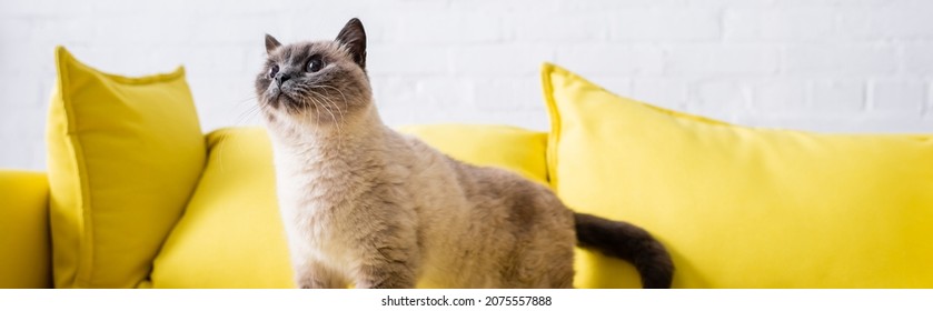Furry Cat Looking Away On Yellow Couch In Living Room, Banner