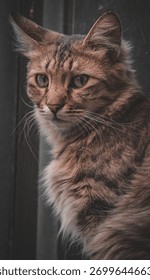 Furry cat staring at the camera