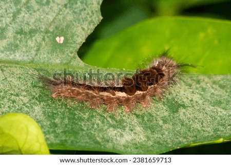 Furry Caterpillar: Macro Insect Photography