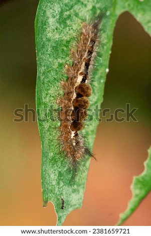 Furry Caterpillar: Macro Insect Photography