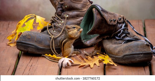 Furry Chipmunk Appears To Be Eying A Pair Of Worn Out Work Boots As A New Fall Home