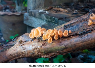 The Furry Cup Mushroom Cookeina Tricholoma Is In The Small Orange Phylum Ascomycota As A Group.