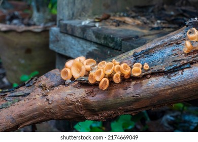 The Furry Cup Mushroom Cookeina Tricholoma Is In The Small Orange Phylum Ascomycota As A Group.