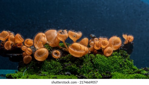 The Furry Cup Mushroom Cookeina Tricholoma Is In The Small Orange Phylum Ascomycota As A Group.