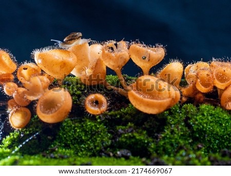 The furry cup mushroom Cookeina tricholoma is in the small orange phylum Ascomycota as a group.