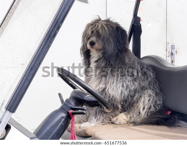 Furry dog behind the
wheel