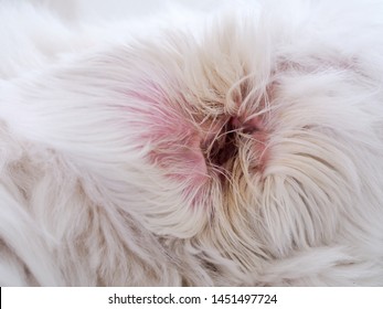 Furry Dog ​​in Ear, Infection Of Dog Ears Is Itching, Redness And Inflammation.