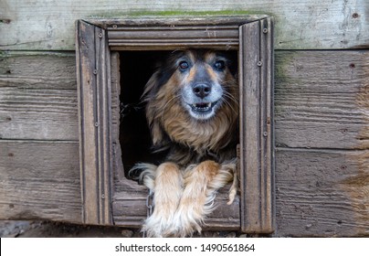 Furry Dog ​​guards The House, Sits In A Booth