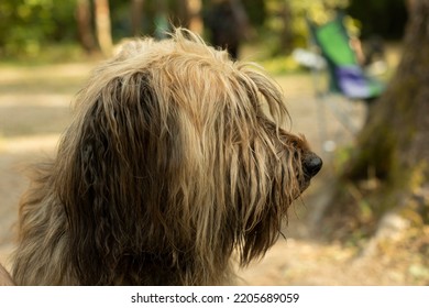 Furry Dog. Pet In Park. Walking Large Dog. Portrait Of Pet.