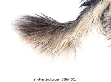 Furry Dog Tail