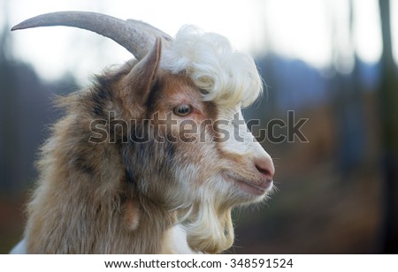 furry farmyard goat with curly hair at zoo