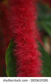 Chenille High Res Stock Images Shutterstock