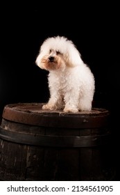 Furry Fluffy White Bichon Frize Dog On Top Of Old Wooden Beer Keg On Dark Background