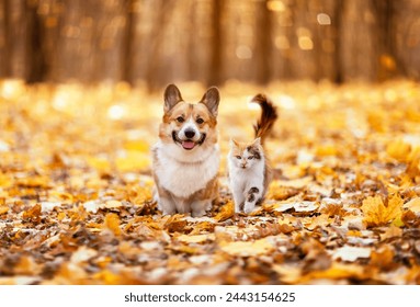 furry friends cat and corgi dog walking through golden fallen leaves in an autumn sunny park - Powered by Shutterstock