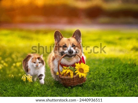 Similar – Image, Stock Photo Happy Dog on Green Grass